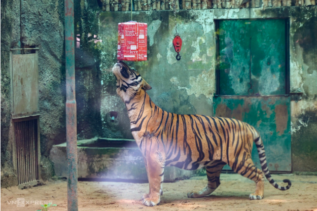 Tiệc sinh nhật hươu